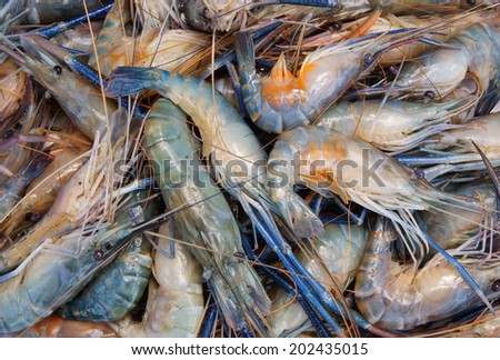 Fresh shrimps background