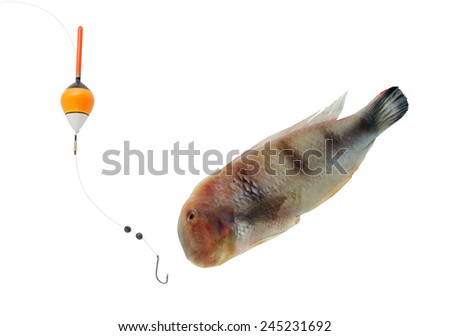 Hook, float and parrot fish isolated on white background