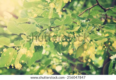 Blossoming linden tree (lime tree)