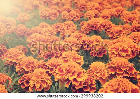 Yellow marigold flowers background, marigold flowers field close up