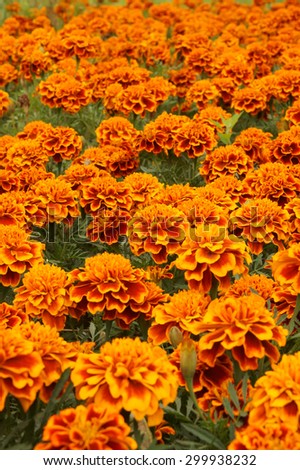 Yellow marigold flowers background, marigold flowers field close up