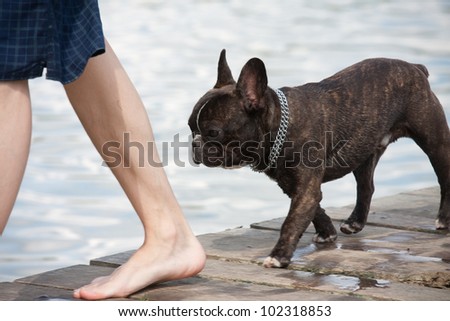 French Bulldog puppy walking with man