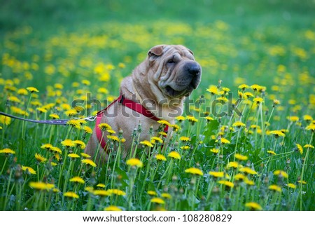 Sharpei dog resting in the grass with yellow flowers