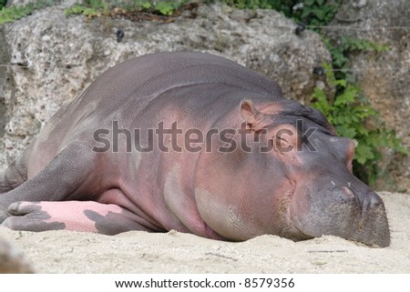 sleepy hippo