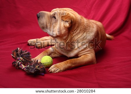 sharpei dog with toy
