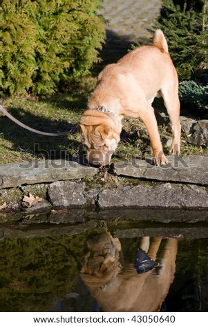 Sharpei dog drinking from a lake