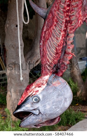 skeleton of tuna fish