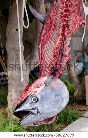 hanging skeleton of tuna fish