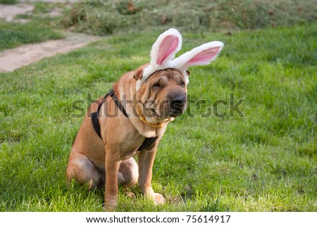 sharpei dog wearing easter rabbit ears