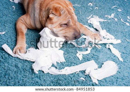sharpei dog with toilette paper