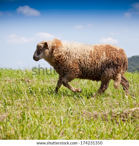 Lamb grazing in a green field