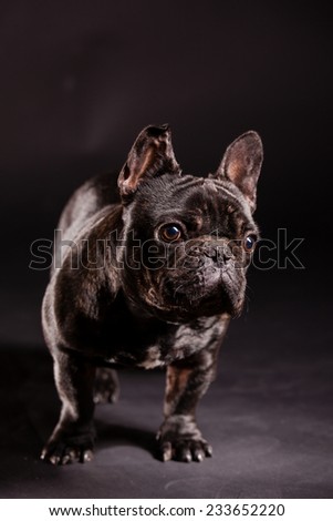 dog puppy french bulldog on a dark background