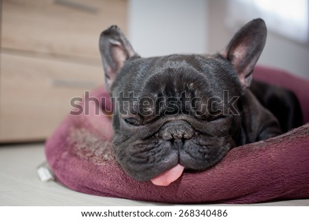 french bulldog sleeping in bed