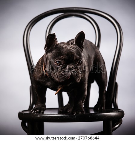 french bulldog on old chair
