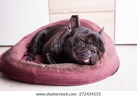 french bulldog sleeping in bed