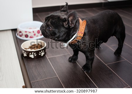 french bulldog waiting for food