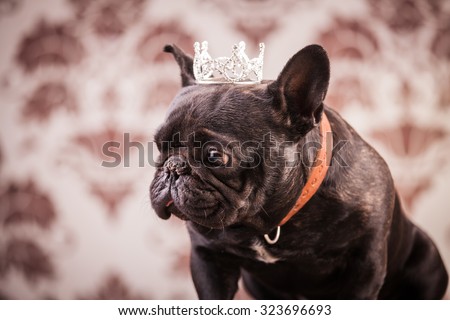 french bulldog wearing crown like a king