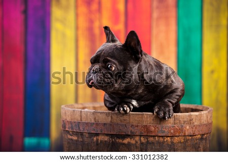 french bulldog in old barrel