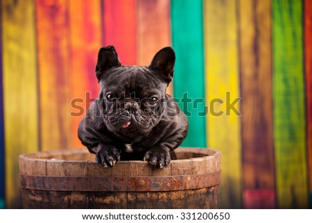 french bulldog in old barrel