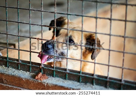 Dog eat through the bars