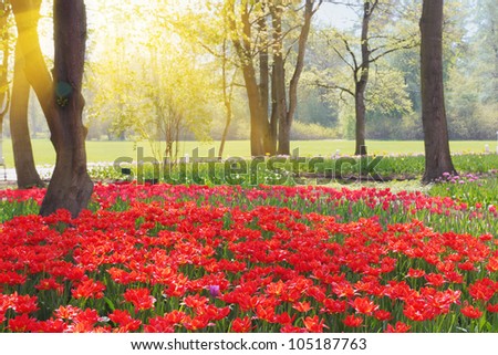 Spring park with red tulips