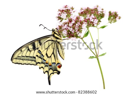 Swallowtail (Papilio machaon) butterfly  isolated on white background