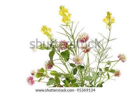 Bunch of wildflower on white background