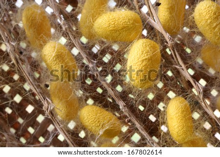 close up of yellow silk worm on bamboo background
