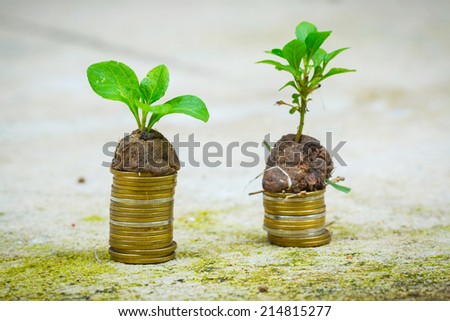baby plant and coins on concrete floor