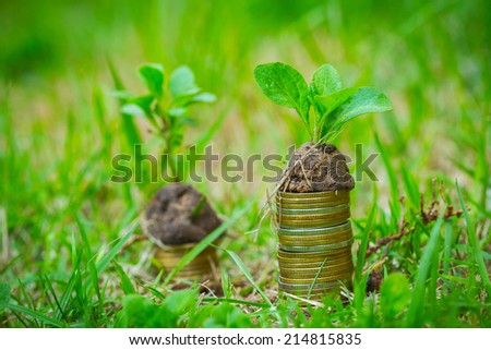 baby plant and coins on green grass