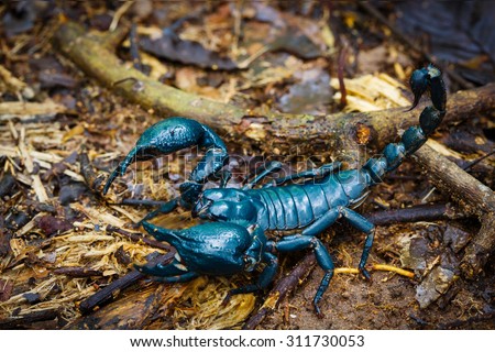 Giant forest scorpion close up