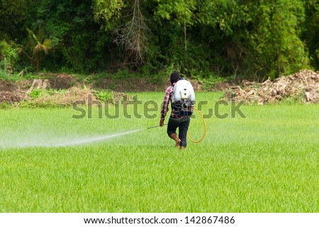 People are spraying pesticides in rice field