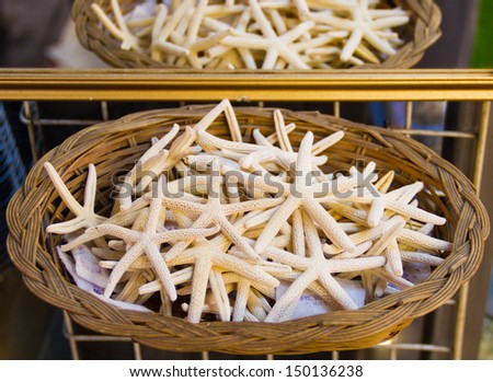sea star or starfish in basket front the Mirror