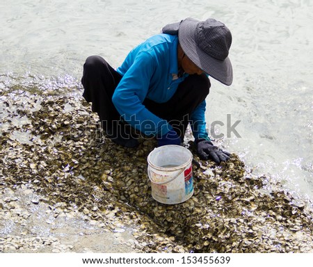 People find for Oysters on the rock