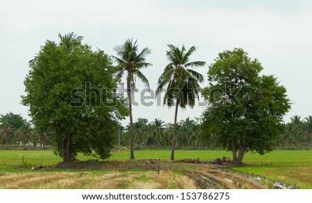 Coconut trees and tamarind trees on the rice field