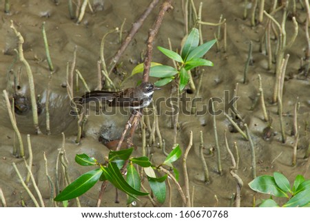 Birds in the mangrove forest