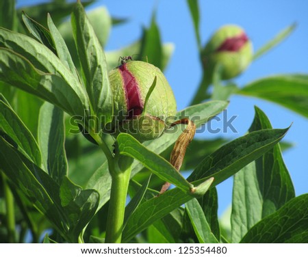 The bud of a peony plant which is just about to open, against a background of blue sky. With a curious anton top of the bud.