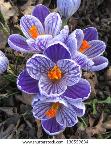 Purple Striped Crocus: The beautiful spring flowering bulb Crocus sativa, in a natural setting.