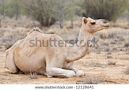One of the more than 200.000 camels that were set free in the Australian desert after rail transportation became available.