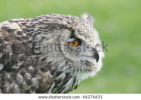 Great horned owl in The Keukenhof, The Netherlands