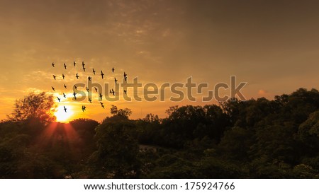 Silhouette image of birds flying during sunset.