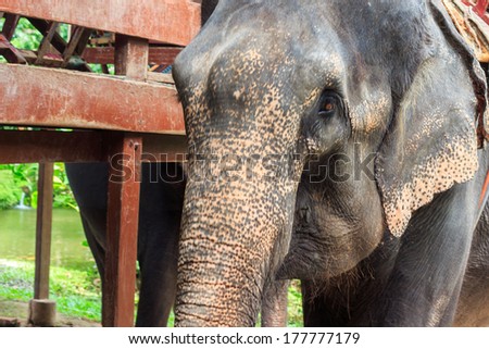 Elephant face close up.