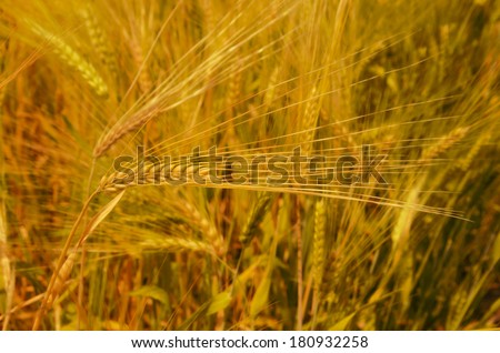 A Barley Field With Shining Golden Barley Ears In Late Summer