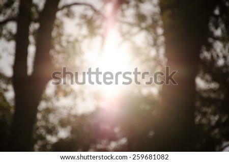 natural and  sunlight background of out of focus forest or bokeh and blurred