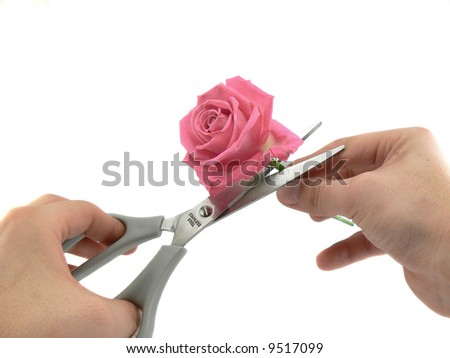 Freshly Cut Rose