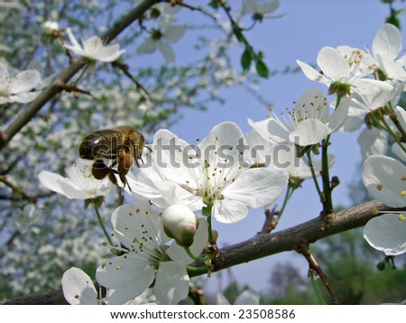 apple tree flower. white flower on apple tree