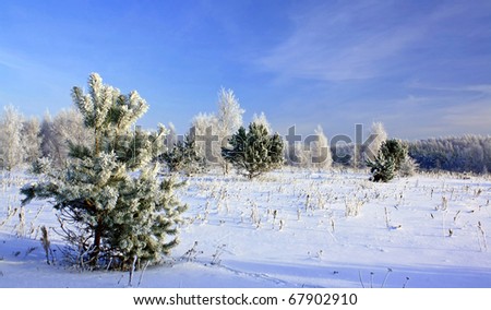 Snow covered Christmas forest. Snow covered spruce trees and blue sky