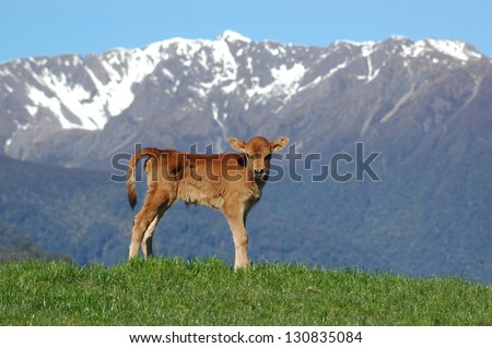 Jersey calf standing on hump West Coast farm, South Island, New Zealand