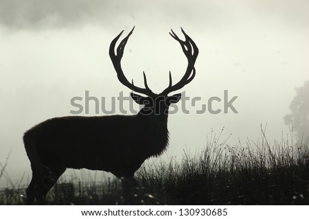 13 Point Red Deer Stag In Morning Fog, West Coast, South Island, New Zealand
