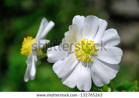 Detail of a Mount Cook Lily, or Mountain Buttercup, Ranunculus lyallii, Southern Alps, New Zealand